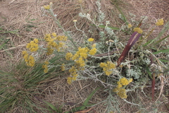 Helichrysum callicomum