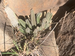 Stapelia grandiflora
