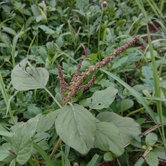 Amaranthus viridis