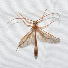 Enicospilus cushmani