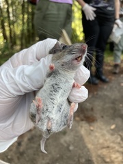 Peromyscus gossypinus