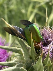 Protaetia cuprea ignicollis