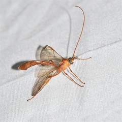 Enicospilus cushmani