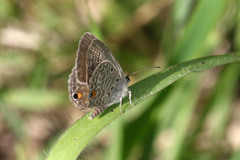 Euchrysops malathana