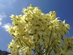 Yucca rigida