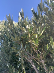 Olea europaea