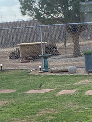 Toxostoma curvirostre