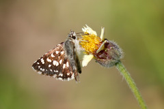 Spialia