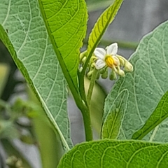 Solanum argentinum