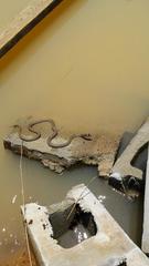 Masticophis flagellum