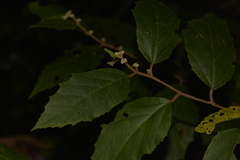 Seringia arborescens