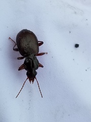 Gastrellarius honestus