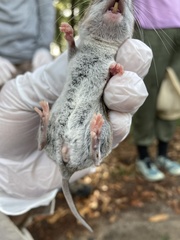 Peromyscus gossypinus