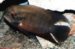 Chocolate Cichlid photo 2