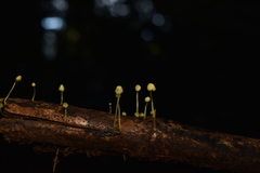 Mycena chusqueophila