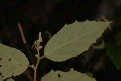 Seringia arborescens