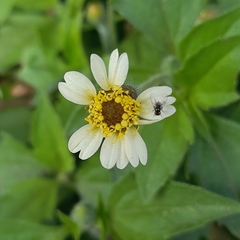 Tridax procumbens