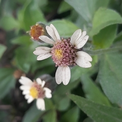 Tridax procumbens