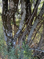 Buddleja saligna