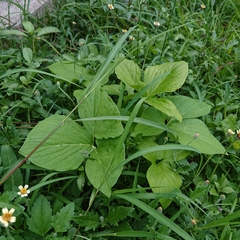 Typhonium trilobatum