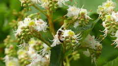 Apis mellifera
