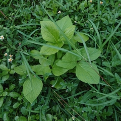 Typhonium trilobatum