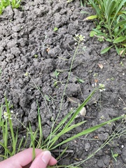 Arabidopsis thaliana