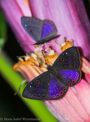 Eurybia molochina