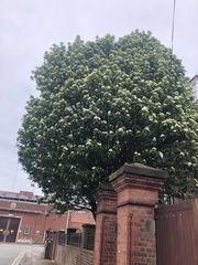 Scandosorbus intermedia