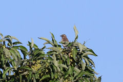 Gymnoris superciliaris