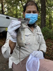 Neotoma floridana