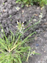 Arabidopsis thaliana