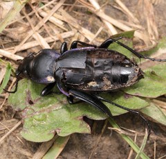 Carabus scheidleri