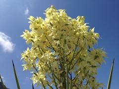 Yucca rigida