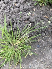 Arabidopsis thaliana