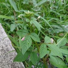 Cleome rutidosperma