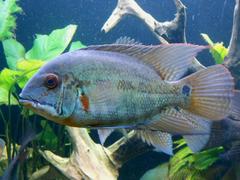 Parrot Cichlid photo 2