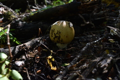 Amanita diemii