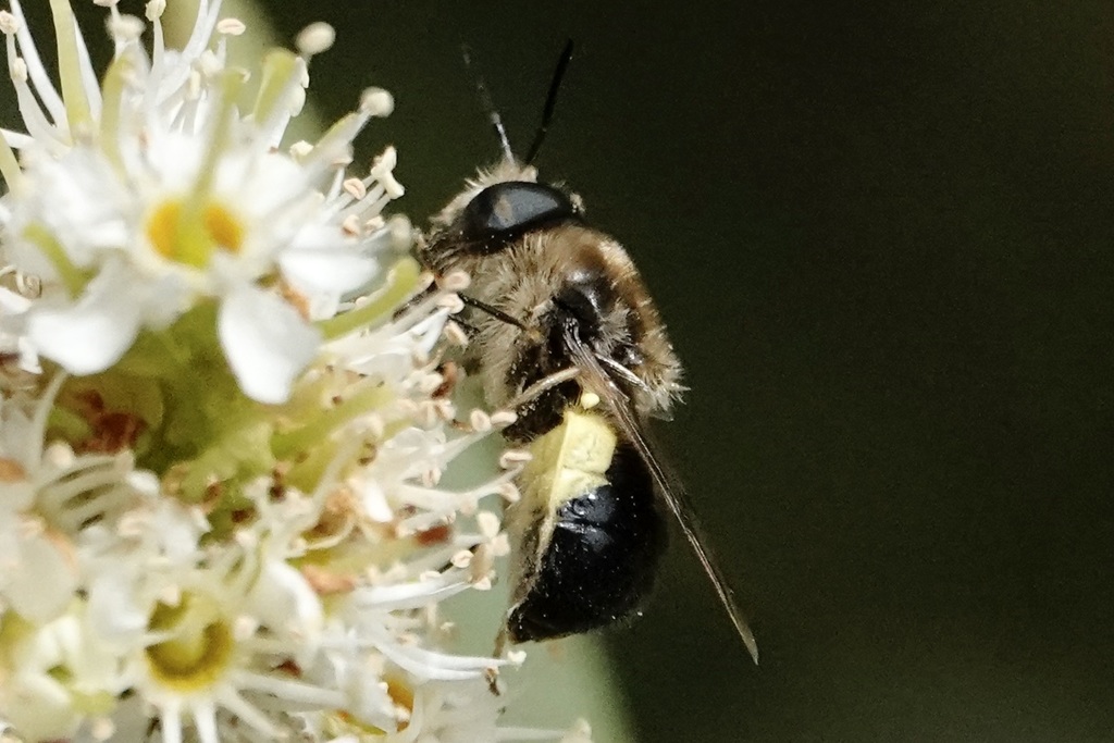 Stratiomys discalis
