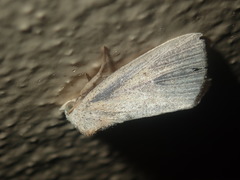 Lophocalama neuritis