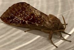 Oxycanus australis