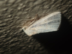 Lophocalama neuritis