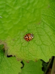 Harmonia axyridis