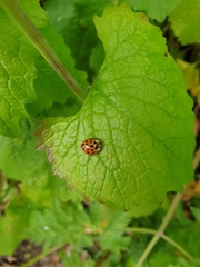Harmonia axyridis