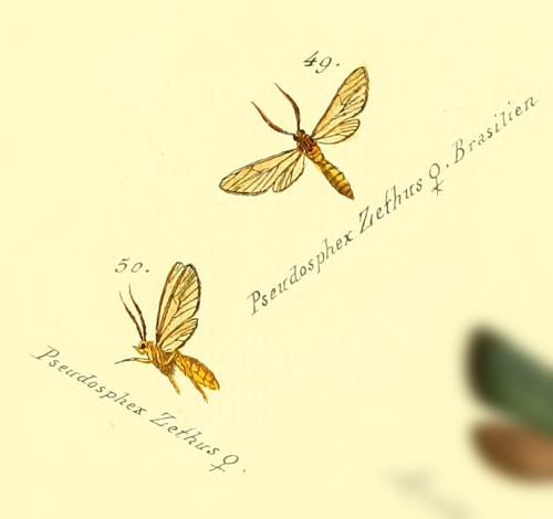 Abrochia zethus