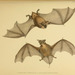 East Coast Free-tailed Bat - Photo Erebus (Ship).; Gray, John Edward; Richardson, John; Ross, James Clark; Terror (Ship)., no known copyright restrictions (public domain)