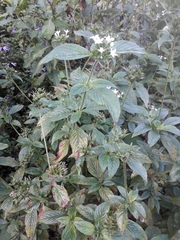 Pentas micrantha