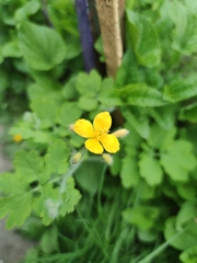 Chelidonium majus