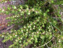 Cliffortia filifolia