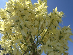 Yucca rigida